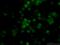 Methylcytosine dioxygenase TET2 antibody, 21207-1-AP, Proteintech Group, Immunofluorescence image 