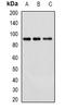 Cullin 4A antibody, orb378018, Biorbyt, Western Blot image 