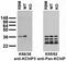 KChIP3 antibody, 73-005, Antibodies Incorporated, Western Blot image 