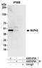 Nucleoporin 43 antibody, A303-975A, Bethyl Labs, Immunoprecipitation image 