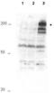 Anaphase-promoting complex subunit 1 antibody, GTX10923, GeneTex, Western Blot image 