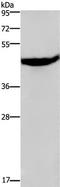 C-X-C Motif Chemokine Receptor 2 antibody, TA321370, Origene, Western Blot image 