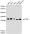 Cyclin-dependent kinase inhibitor 1B antibody, 16-689, ProSci, Western Blot image 