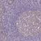 Deltex E3 Ubiquitin Ligase 1 antibody, NBP2-58472, Novus Biologicals, Immunohistochemistry frozen image 