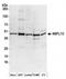 NSFL1 Cofactor antibody, NBP2-36529, Novus Biologicals, Western Blot image 