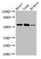 SMAD Family Member 5 antibody, LS-C679543, Lifespan Biosciences, Western Blot image 