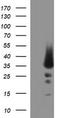 POMC antibody, TA506608BM, Origene, Western Blot image 