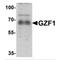 GDNF Inducible Zinc Finger Protein 1 antibody, MBS150288, MyBioSource, Western Blot image 