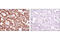 ATPase inhibitor, mitochondrial antibody, 13268S, Cell Signaling Technology, Immunohistochemistry paraffin image 