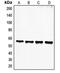 Fibroleukin antibody, LS-C353293, Lifespan Biosciences, Western Blot image 