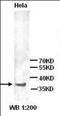 Protein I antibody, orb96542, Biorbyt, Western Blot image 