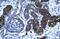 Vasculin antibody, PA5-40615, Invitrogen Antibodies, Immunohistochemistry frozen image 