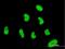 Zinc Finger Protein 394 antibody, H00084124-M03, Novus Biologicals, Immunofluorescence image 