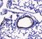 Probetacellulin antibody, A02171-1, Boster Biological Technology, Immunohistochemistry frozen image 