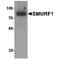 SMAD Specific E3 Ubiquitin Protein Ligase 1 antibody, TA349092, Origene, Western Blot image 