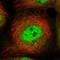 Zinc Finger Protein 793 antibody, NBP1-87517, Novus Biologicals, Immunofluorescence image 