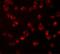 Nucleoporin 107 antibody, GTX31352, GeneTex, Immunocytochemistry image 