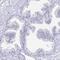 Paternally Expressed 10 antibody, PA5-62299, Invitrogen Antibodies, Immunohistochemistry frozen image 