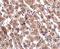 HAD antibody, A10482, Boster Biological Technology, Immunohistochemistry frozen image 