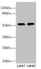 Recepin antibody, LS-C675541, Lifespan Biosciences, Western Blot image 