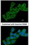 Calcineurin Like EF-Hand Protein 1 antibody, PA5-22189, Invitrogen Antibodies, Immunofluorescence image 
