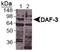 Protein DAF-3, isoform c antibody, NB100-1924, Novus Biologicals, Western Blot image 