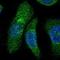 Flavin Containing Dimethylaniline Monoxygenase 5 antibody, HPA012373, Atlas Antibodies, Immunofluorescence image 