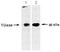 Transglutaminase 2 antibody, AP55335SU-N, Origene, Western Blot image 