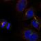 Kelch Like Family Member 22 antibody, HPA040766, Atlas Antibodies, Immunocytochemistry image 