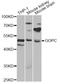 Golgi-associated PDZ and coiled-coil motif-containing protein antibody, LS-C748486, Lifespan Biosciences, Western Blot image 