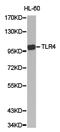 Toll Like Receptor 4 antibody, TA327369, Origene, Western Blot image 