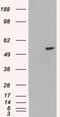 Uncoupling Protein 2 antibody, 46-549, ProSci, Immunofluorescence image 
