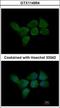 Calmodulin-like protein 3 antibody, GTX114954, GeneTex, Immunocytochemistry image 