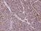 Cytosolic carboxypeptidase 3 antibody, 203521-T08, Sino Biological, Immunohistochemistry paraffin image 