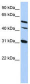 Connexin-50 antibody, TA341665, Origene, Western Blot image 