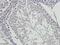 CSP1 antibody, orb55855, Biorbyt, Immunohistochemistry paraffin image 