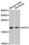 Nuclear Transport Factor 2 Like Export Factor 2 antibody, A13822, ABclonal Technology, Western Blot image 