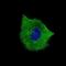 Tubulin Beta 3 Class III antibody, NBP2-61431, Novus Biologicals, Immunofluorescence image 