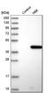 N-Myc And STAT Interactor antibody, HPA008588, Atlas Antibodies, Western Blot image 