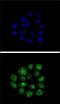Kruppel Like Factor 11 antibody, PA5-13578, Invitrogen Antibodies, Immunofluorescence image 