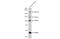 Complement C4-B antibody, GTX110502, GeneTex, Western Blot image 