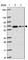 KIAA2013 antibody, HPA052677, Atlas Antibodies, Western Blot image 
