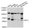 Neuroepithelial Cell Transforming 1 antibody, MBS126728, MyBioSource, Western Blot image 