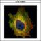 Dug antibody, GTX104901, GeneTex, Immunofluorescence image 