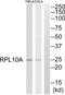 Ribosomal Protein L10a antibody, PA5-38980, Invitrogen Antibodies, Western Blot image 
