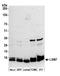 LSM7 Homolog, U6 Small Nuclear RNA And MRNA Degradation Associated antibody, A305-097A, Bethyl Labs, Western Blot image 