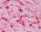 B2M antibody, TA318002, Origene, Immunohistochemistry frozen image 