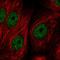 Zinc Finger And BTB Domain Containing 21 antibody, HPA031758, Atlas Antibodies, Immunofluorescence image 