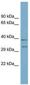 Developmental Pluripotency Associated 4 antibody, TA344916, Origene, Western Blot image 