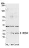 Isochorismatase Domain Containing 2 antibody, A305-754A-M, Bethyl Labs, Western Blot image 